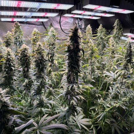 Jack Herer - Sensi Seeds