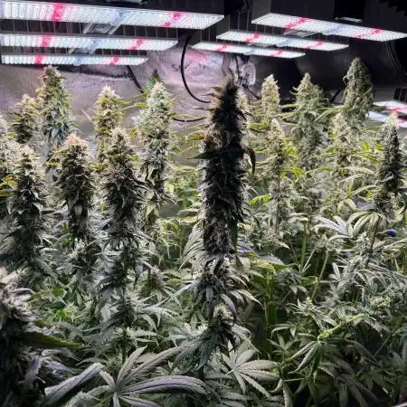 Jack Herer - Sensi Seeds