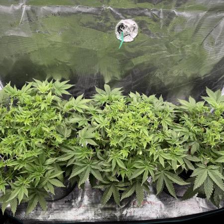 Super Skunk - Sensi Seeds - Hydro