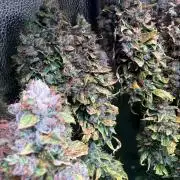Jack Herer - Sensi Seeds