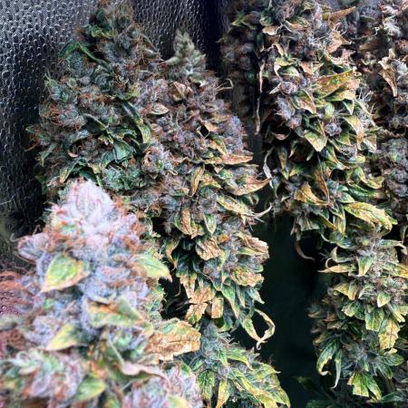 Jack Herer - Sensi Seeds