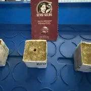 Jack Herer - Sensi Seeds