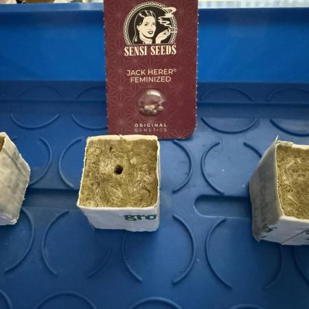 Jack Herer - Sensi Seeds