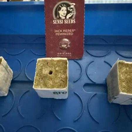 Jack Herer - Sensi Seeds