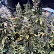 Jack Herer - Sensi Seeds