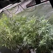 Gorilla GG4 - Ganja Farmer