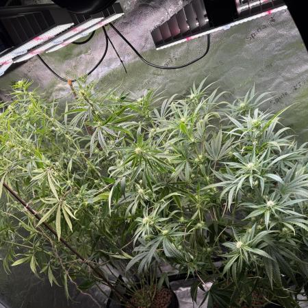 Gorilla GG4 - Ganja Farmer