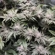 Melonade Runtz - Dutch Passion