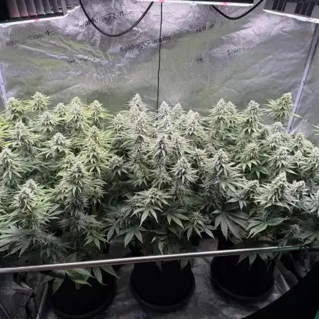 Super Skunk  - Sensi Seeds