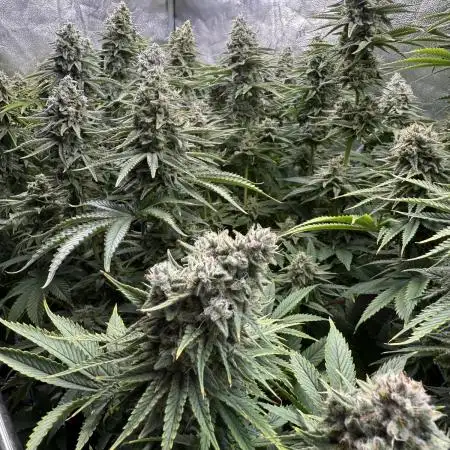 Super Skunk  - Sensi Seeds