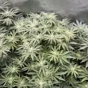 Super Skunk - Sensi Seeds - Hydro