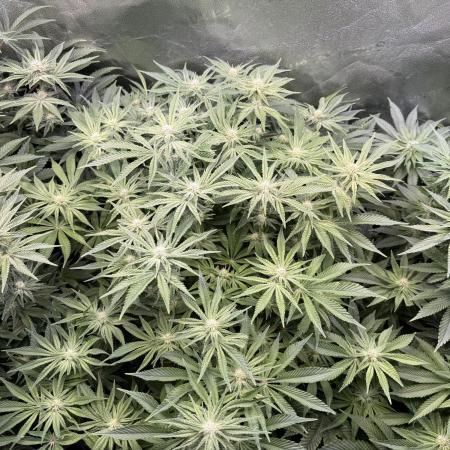 Super Skunk - Sensi Seeds - Hydro