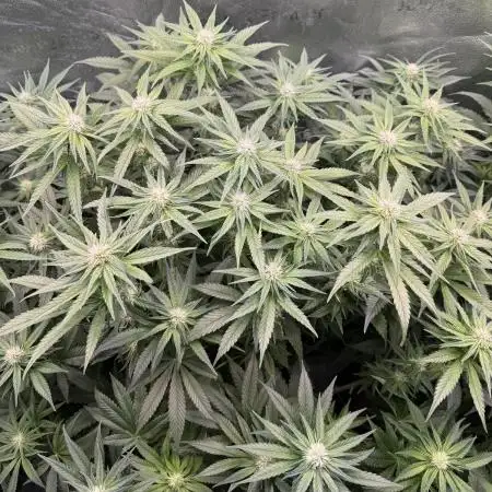 Purple Cookie Kush - Sensi Seeds