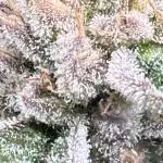 Purple Cookie Kush - Sensi Seeds