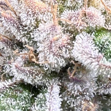 Purple Cookie Kush - Sensi Seeds
