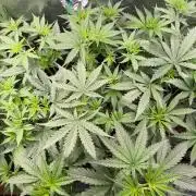 Jack Herer - Sensi Seeds