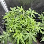 Gorilla GG4 - Ganja Farmer
