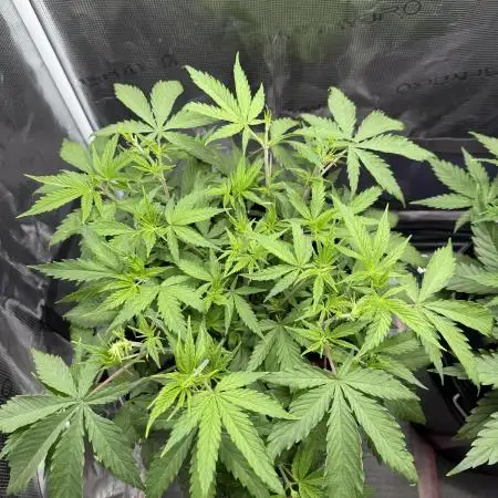 Gorilla GG4 - Ganja Farmer