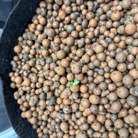 Super Skunk - Sensi Seeds