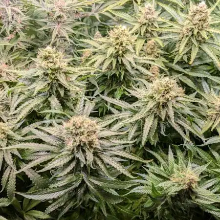 Ice Cream Haze & Skywalker Haze - Dutch Passion
