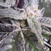 Melonade Runtz - Dutch Passion