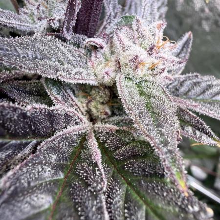 Melonade Runtz - Dutch Passion