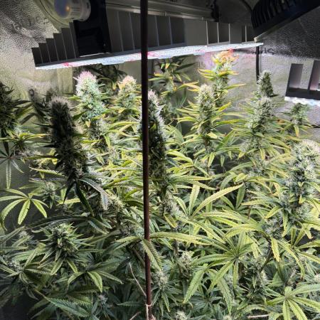 Gorilla GG4 - Ganja Farmer
