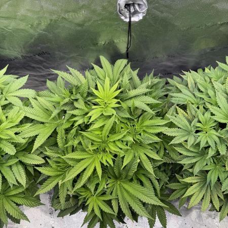 Melonade Runtz - Dutch Passion