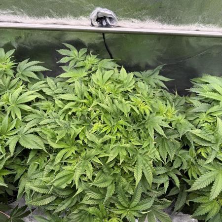 Super Skunk - Sensi Seeds - Hydro