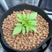 Orange Bud 2.0 - Dutch Passion