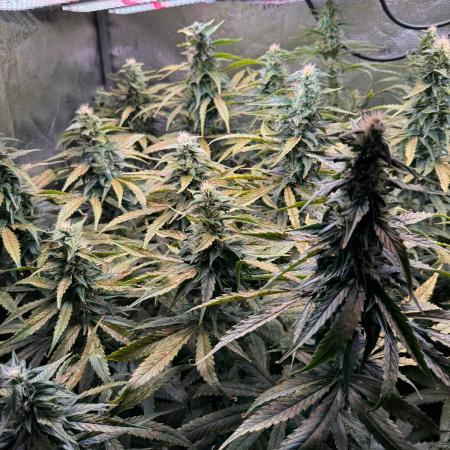 Jack Herer - Sensi Seeds