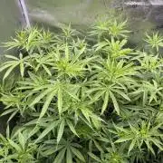 Gorilla GG4 - Ganja Farmer