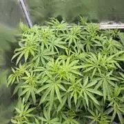 Gorilla GG4 - Ganja Farmer