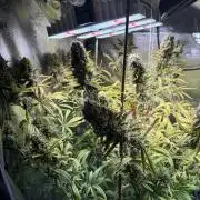 Gorilla GG4 - Ganja Farmer
