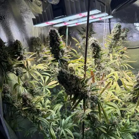 Gorilla GG4 - Ganja Farmer