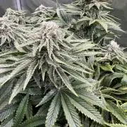 Super Skunk - Sensi Seeds