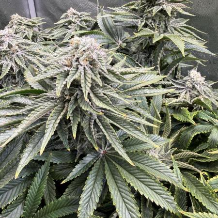 Super Skunk - Sensi Seeds