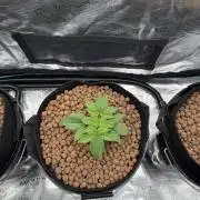 Super Skunk - Sensi Seeds - Hydro