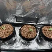 Super Skunk - Sensi Seeds - Hydro