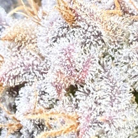 Purple Cookie Kush - Sensi Seeds