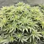 Purple Cookie Kush - Sensi Seeds