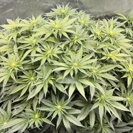 Purple Cookie Kush - Sensi Seeds