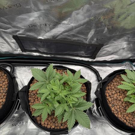 Super Skunk - Sensi Seeds - Hydro