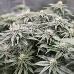 Purple Cookie Kush - Sensi Seeds