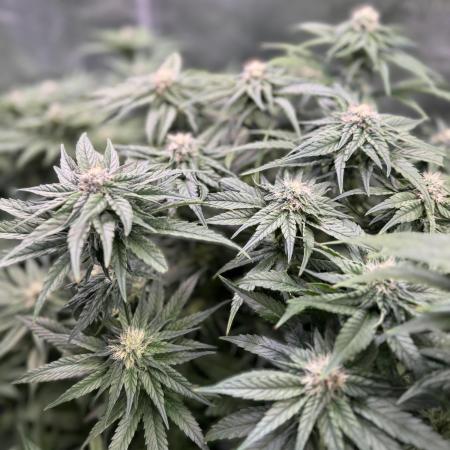 Purple Cookie Kush - Sensi Seeds