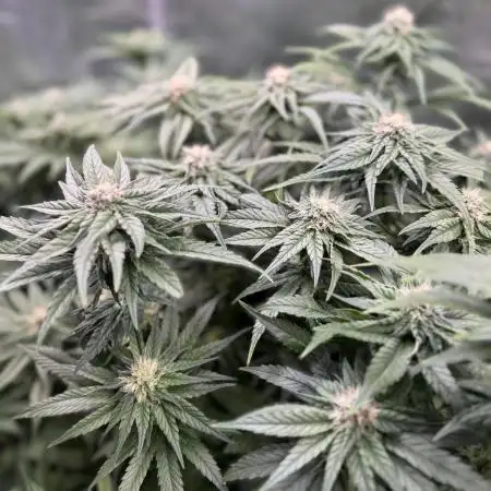 Purple Cookie Kush - Sensi Seeds