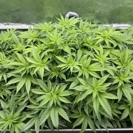 Purple Cookie Kush - Sensi Seeds