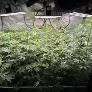 Jack Herer - Sensi Seeds