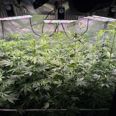 Jack Herer - Sensi Seeds