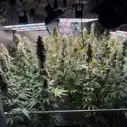 Jack Herer - Sensi Seeds